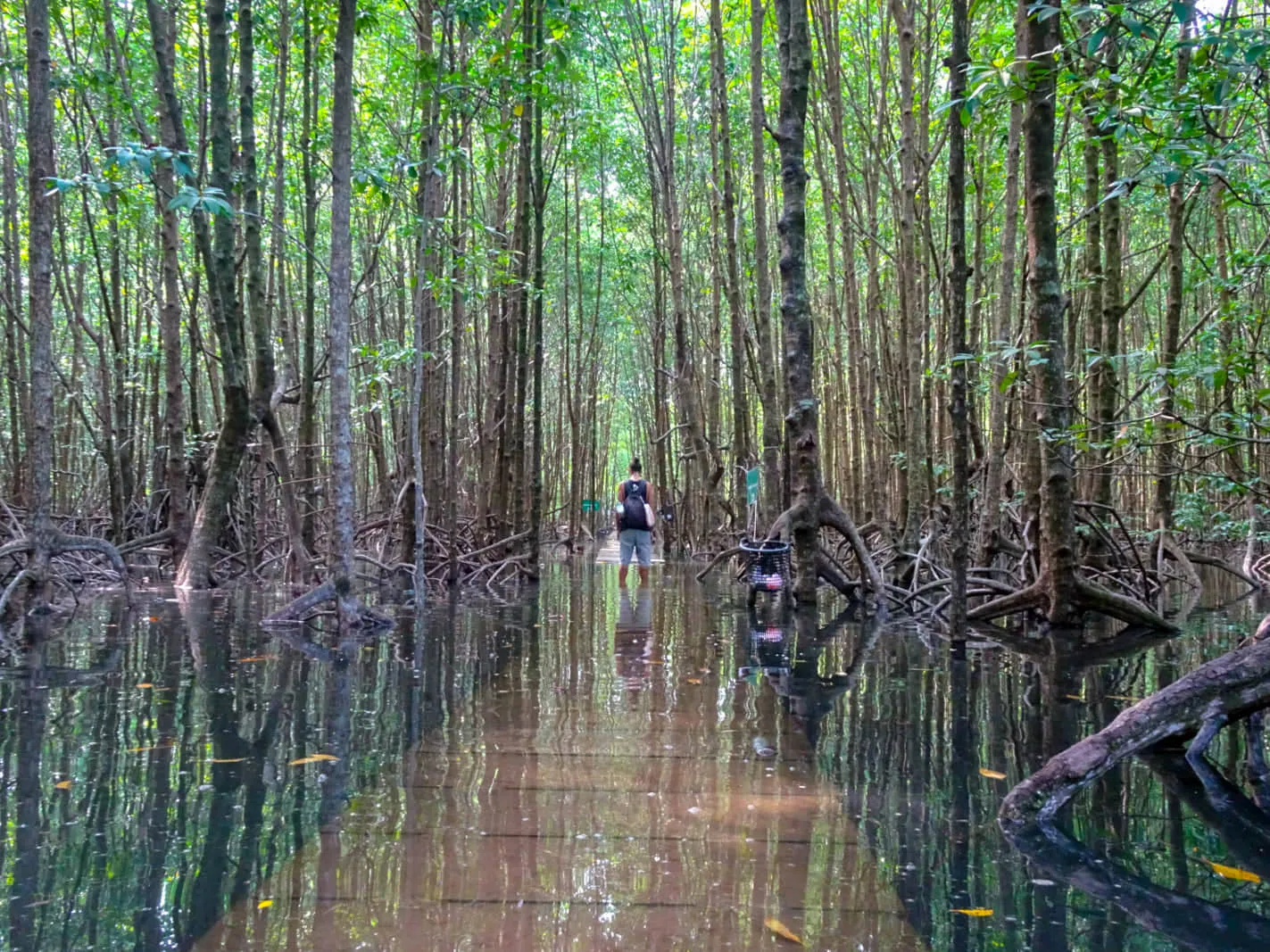 Cambodia: Koh Kong, Mangroves and Mountains